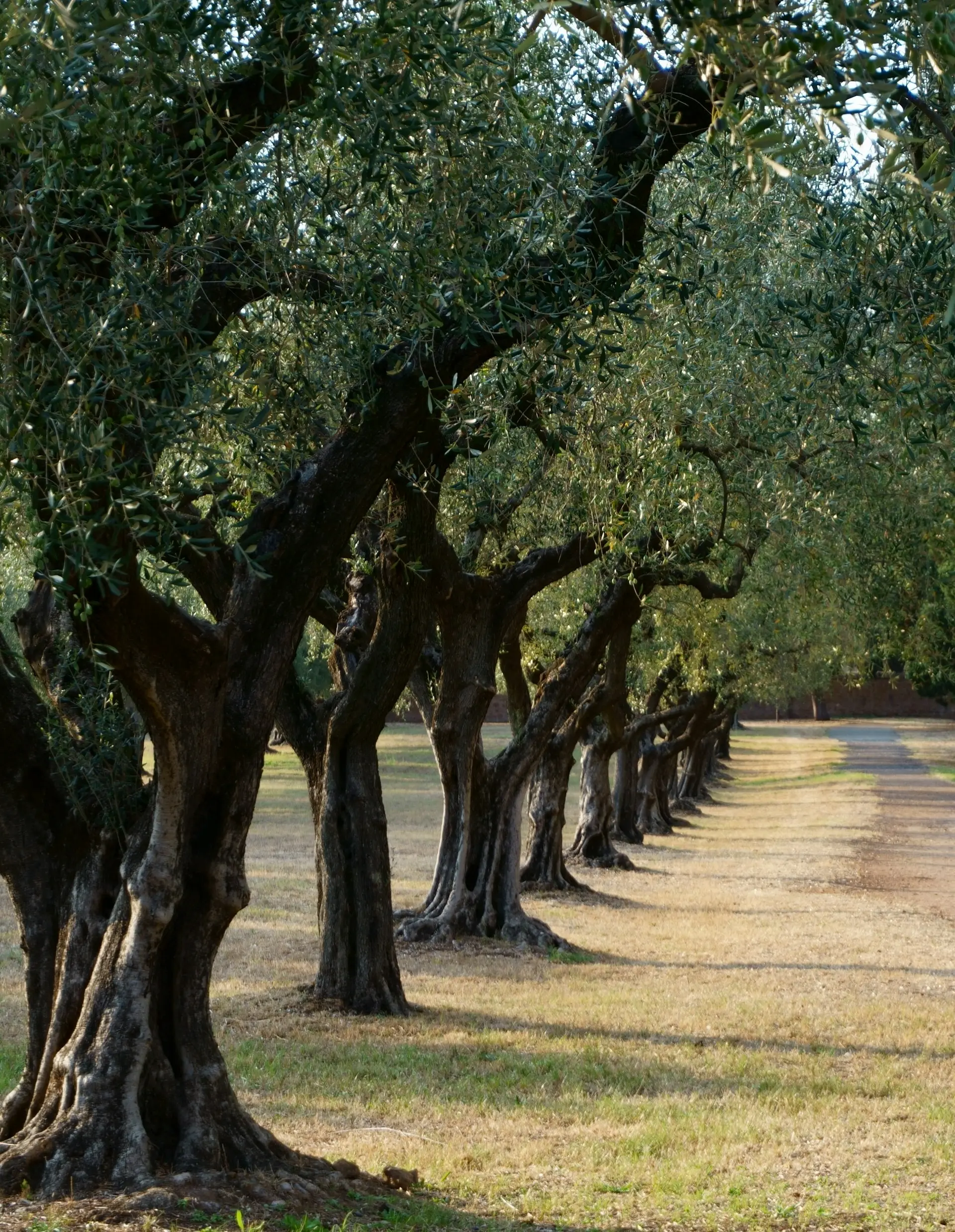 Olive Farms Olive Farms